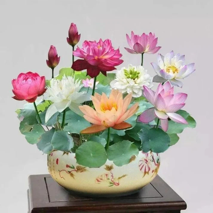 🌸Premium Bonsai Lotus seeds🌸