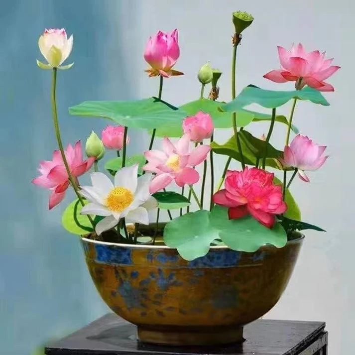 🌸Premium Bonsai Lotus seeds🌸