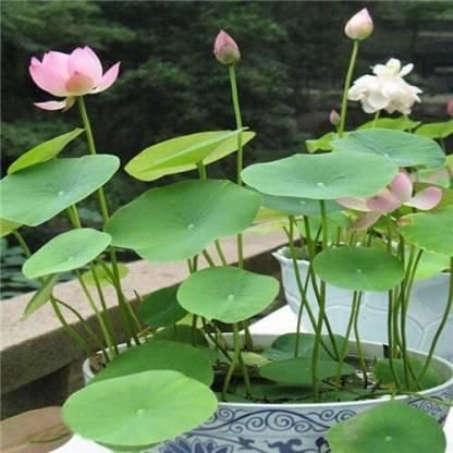 🌸Premium Bonsai Lotus seeds🌸