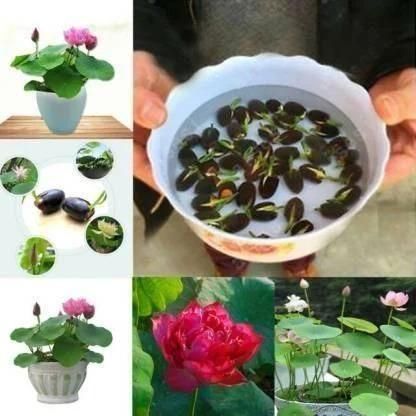 🌸Premium Bonsai Lotus seeds🌸